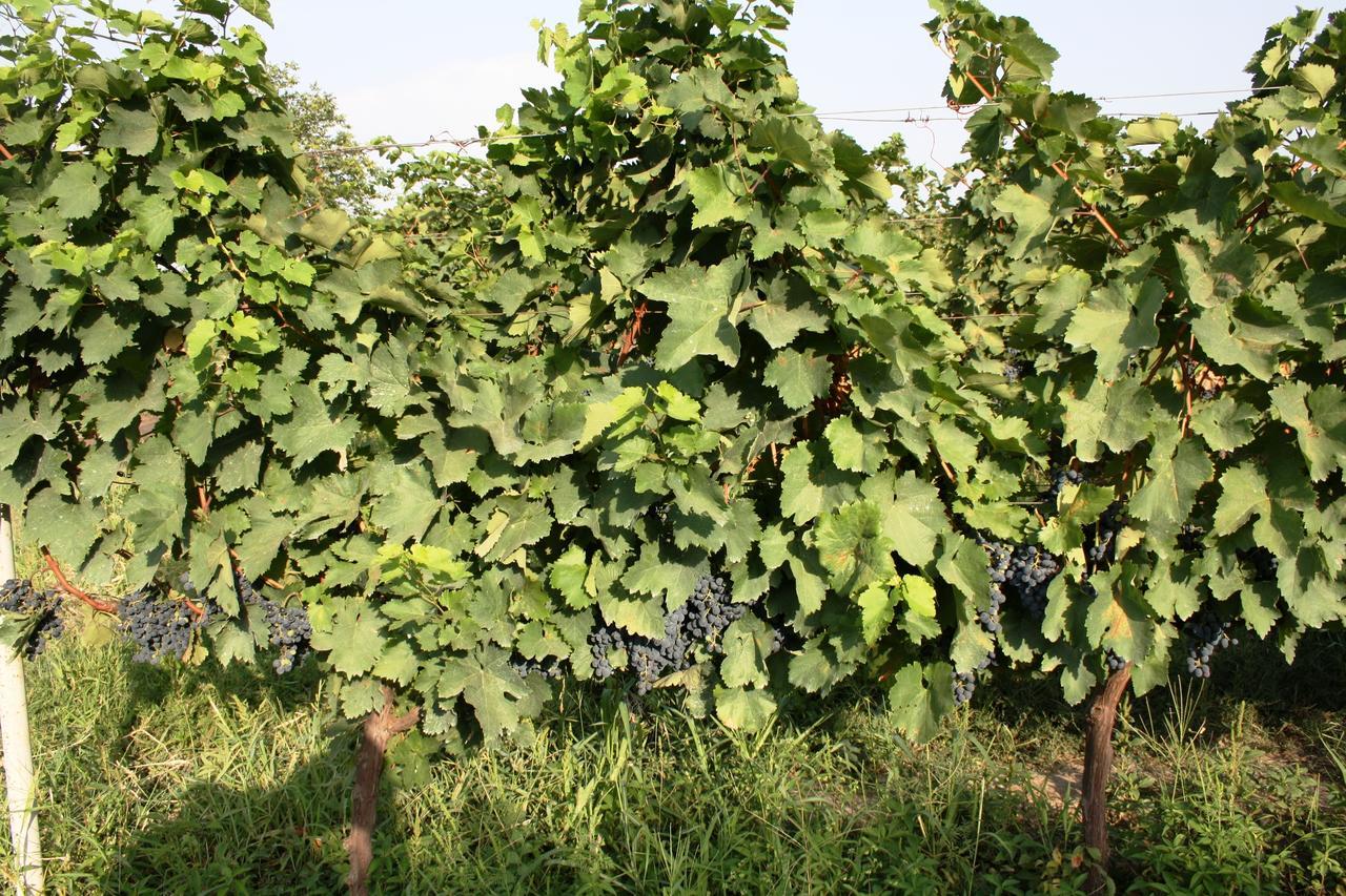 Shaloshvili'S Cellar Hotel Silda Kültér fotó